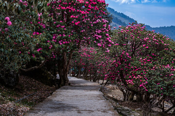 Chopta near Ukhimath Uttarakhand India Gateway to Tungnath Mahadev Temple