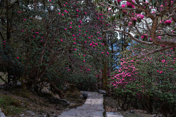 Chopta near Ukhimath Uttarakhand India Gateway to Tungnath Mahadev Temple