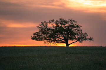 Harz Wiesen. Alter Baum im Sonnenuntergang mit Wolken