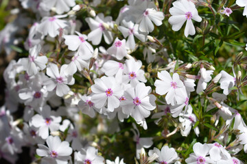 Amazing Grace Creeping Phlox flowers