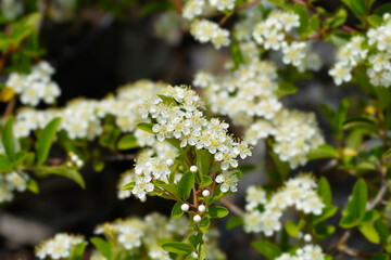 Scarlet firethorn branch with flowers