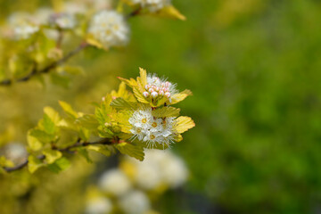Ninebark Luteus branch with flower