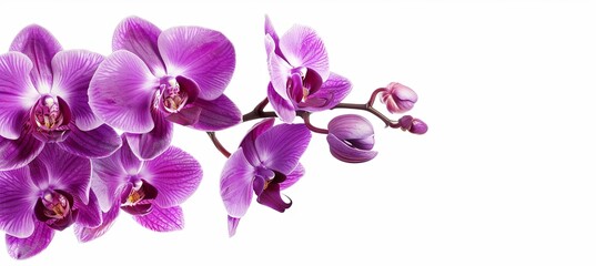 A white background with a striking purple orchid perfectly framed and ready for use as a copy space image.