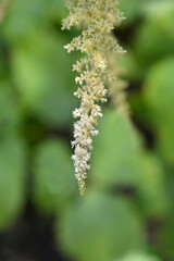 Zweiweltenkind Goats Beard flower