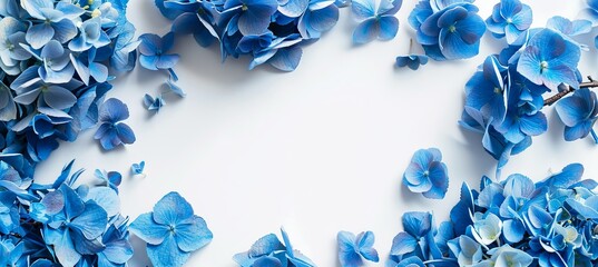 A white background with a stunning blue hydrangea perfectly framed and ready for use as a copy space image.
