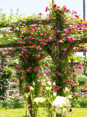 ピンク色の薔薇が咲いた薔薇園の風景