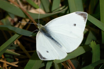 Kleiner Kohlweißling (Pieris rapae) Schmetterling Nahaufnahme auf Grashalmen - Arrecife,...