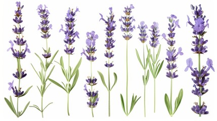 Naklejka premium Real pressed lavender flowers backgrounds plant herb PNG