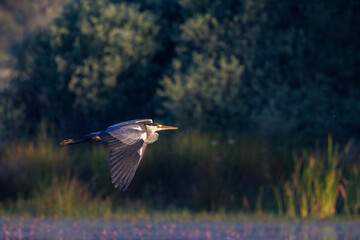 Grey Heron (Ardea cinerea) photographed in flight.
