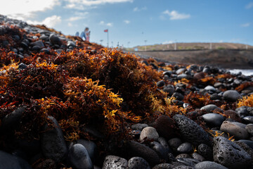 Obraz premium A rocky beach with a large amount of seaweed on it. The seaweed is brown and green and covers the rocks