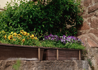 Close up of a tiered planter boxes with yellow and violet pansy flowers. The planter box is in a city location with a crowd of people in the background. Sydney
