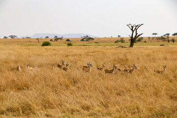 Serengeti national park