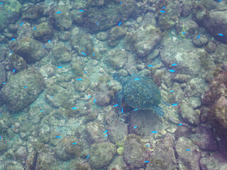 ゆったり泳ぐ美しく大きなアオウミガメ（ウミガメ科）。

日本国静岡県伊豆半島賀茂郡南伊豆町中木から渡し船で渡るヒリゾ浜にて。
2022年夏水中撮影。

The Beautiful and large green sea turtle (Chelonia mydas, family Turtles) swims leisurely. 

Hirizohama beach, by ferry from