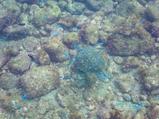 ゆったり泳ぐ美しく大きなアオウミガメ（ウミガメ科）。

日本国静岡県伊豆半島賀茂郡南伊豆町中木から渡し船で渡るヒリゾ浜にて。
2022年夏水中撮影。

The Beautiful and large green sea turtle (Chelonia mydas, family Turtles) swims leisurely. 

Hirizohama beach, by ferry from