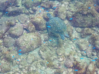 Fototapeta premium ゆったり泳ぐ美しく大きなアオウミガメ（ウミガメ科）。日本国静岡県伊豆半島賀茂郡南伊豆町中木から渡し船で渡るヒリゾ浜にて。 2022年夏水中撮影。The Beautiful and large green sea turtle (Chelonia mydas, family Turtles) swims leisurely.Hirizohama beach, by ferry from