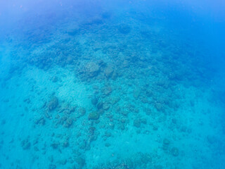 ゆったり泳ぐ美しく大きなアオウミガメ（ウミガメ科）。

日本国静岡県伊豆半島賀茂郡南伊豆町中木から渡し船で渡るヒリゾ浜にて。
2022年夏水中撮影。

The Beautiful and large green sea turtle (Chelonia mydas, family Turtles) swims leisurely. 

Hirizohama beach, by ferry from