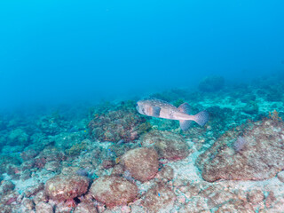 美しく大きなイシガキフグ（ハリセンボン科）。

日本国静岡県伊豆半島賀茂郡南伊豆町中木から渡し船で渡るヒリゾ浜にて。
2022年夏水中撮影。

The Beautiful Big Pacific Burrfish (Chilomycterus reticulatus).


Hirizohama beach, by ferry from Nakagi, Minami-Izu-cho,  Izu P