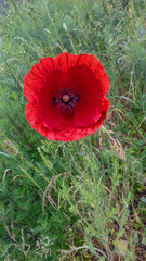 Red poppy flower.