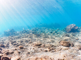浅瀬に集う、美しく大きなクロダイ（タイ科）、アイゴ（アイゴ科）、メジナ（イスズミ科）他の群れ。

日本国静岡県伊豆半島賀茂郡南伊豆町中木から渡し船で渡るヒリゾ浜にて。
Japanese Black Sea Bream (Acanthopagrus schlegelii), Rabbitfish (Siganus fuscescens), Largescale Blackfish (Girella 