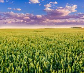 beautiful landscape of green young spring of summer wheat field during sunset or sunrise with young crop and amazing cloudy sky on background.