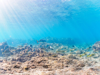 浅瀬に集う、美しく大きなクロダイ（タイ科）、アイゴ（アイゴ科）、メジナ（イスズミ科）他の群れ。

日本国静岡県伊豆半島賀茂郡南伊豆町中木から渡し船で渡るヒリゾ浜にて。
Japanese Black Sea Bream (Acanthopagrus schlegelii), Rabbitfish (Siganus fuscescens), Largescale Blackfish (Girella 