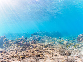 Obraz premium 浅瀬に集う、美しく大きなクロダイ（タイ科）、アイゴ（アイゴ科）、メジナ（イスズミ科）他の群れ。日本国静岡県伊豆半島賀茂郡南伊豆町中木から渡し船で渡るヒリゾ浜にて。 Japanese Black Sea Bream (Acanthopagrus schlegelii), Rabbitfish (Siganus fuscescens), Largescale Blackfish (Girella 