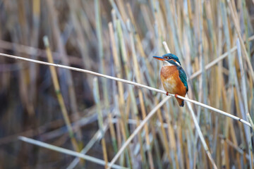 kingfisher