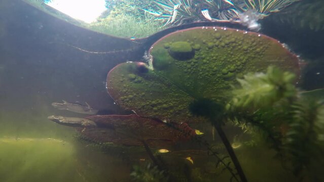A wild smooth newt swimming about in a pond under a lily pad. Takes gulp of air