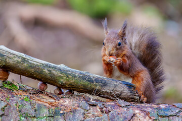 squirrel eating nut