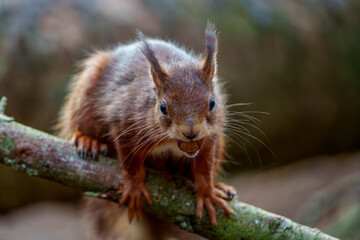 squirrel in the forest
