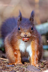 squirrel eating nut