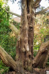 Fototapeta premium tree in the forest
