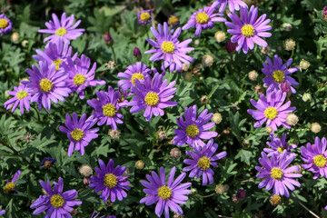 Fototapeta premium Close-up photo of purple daisy bush which has yellow stamens as well