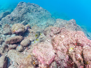 大きく美しいサザナミフグ（フグ目）。

日本国静岡県伊豆半島賀茂郡南伊豆町中木から渡し船で渡るヒリゾ浜にて。
2022年夏水中撮影。

Lovely juvenile sea otters (Anemone fish family) and others.

Hirizohama beach, by ferry from Nakagi, Minami-Izu-cho,  Izu Peninsula