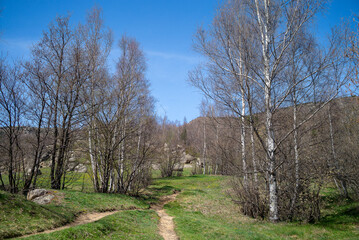 Obraz premium landscape with trees