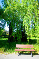 Wierzby w parku - rodzaj drzew, krzewów lub płożących krzewinek z rodziny wierzbowatych. Willows in the park. © 123108 Aneta