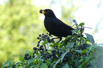 Amselhahn mit Efeu-Beere