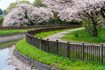 桜並木の散策路