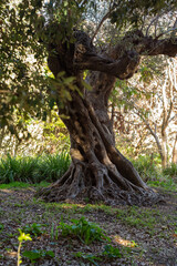 tree in the forest