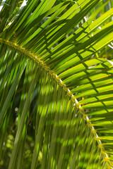 close up of palm leaf © marguerite