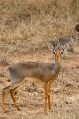 Dik-dik in the grass