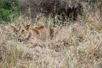 Dik-dik in the grass