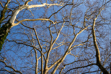 branches against blue sky