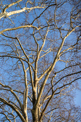 branches against sky