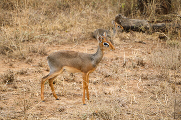 Dik-dik in the grass