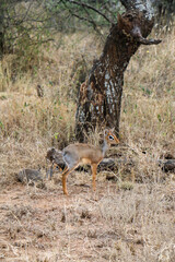 Dik-dik in the grass