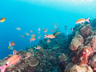 美しいホウライヒメジ（ヒメジ科）、チョウチョウウオ（チョウチョウウオ科）、ヘラヤガラ（ヘラヤガラ科）の他群れ。

日本国静岡県伊豆半島賀茂郡南伊豆町中木から渡し船で渡るヒリゾ浜にて。
2022年夏水中撮影。
Whitesaddle goatfish (Parupeneus ciliatus) Oriental ButterflyFish (Chaetodon aurites), Painted f