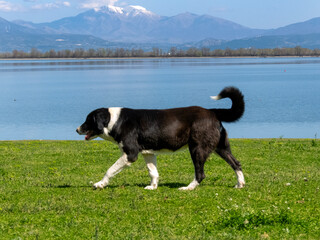 black sheepdog walks by Kerkini lake