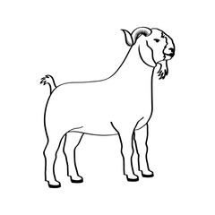 goat line art vector illustration. Eid al-Adha Sacrifice celebration festival