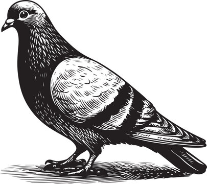 black and white pigeon standing clip art preview